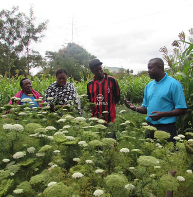 Samuel Nderitu (right) teaches the GROW BIOINTENSIVE method